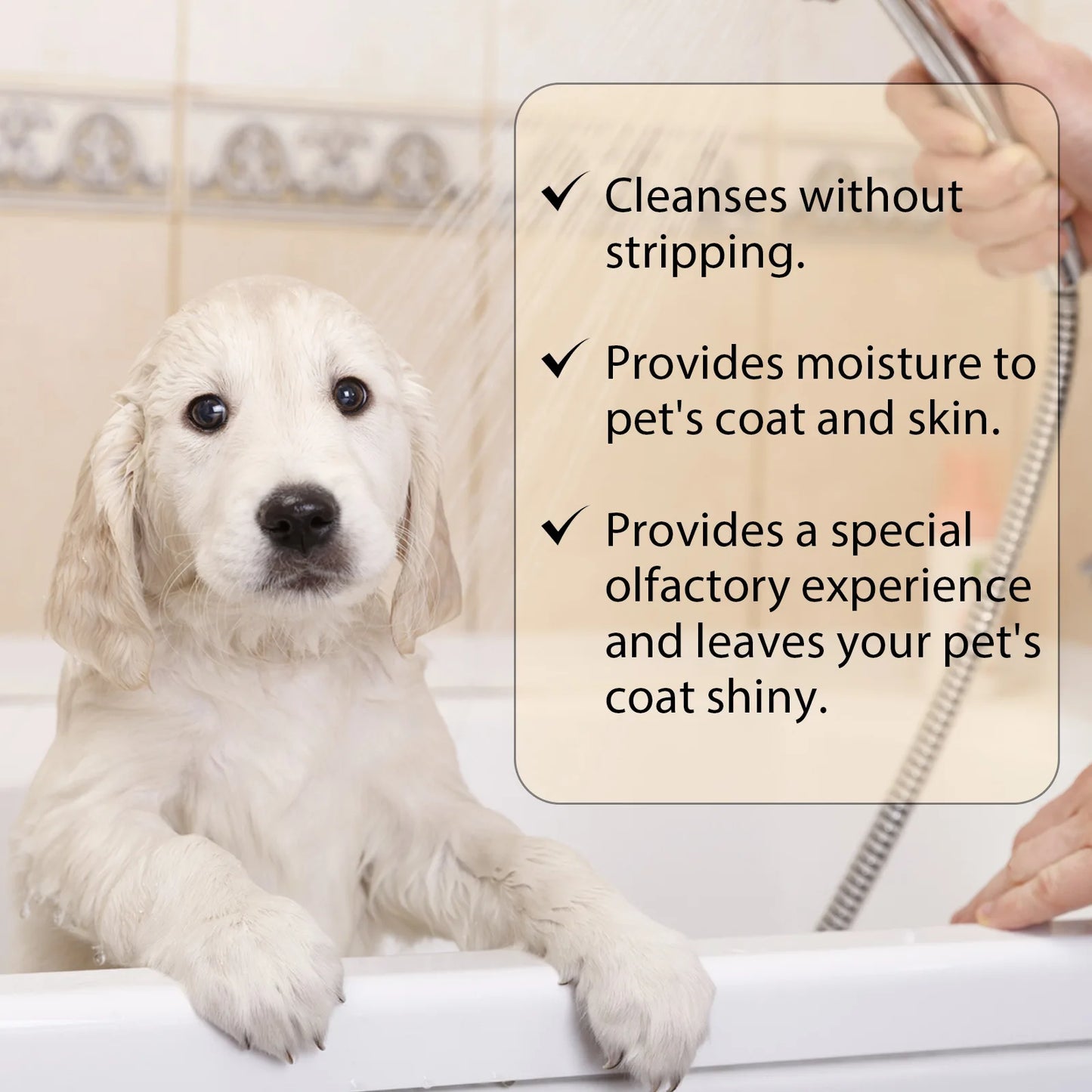 PawSpa Shampoo –– Spa-Quality Care at Home